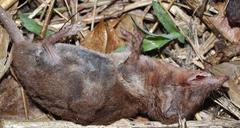 Myosorex varius