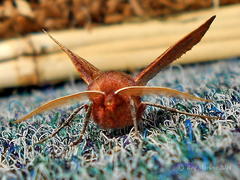 Drepanogynis villaria