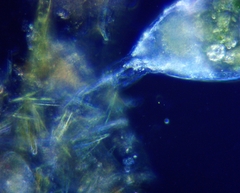 Collotheca