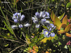 Polygala gnidioides