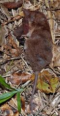 Myosorex varius
