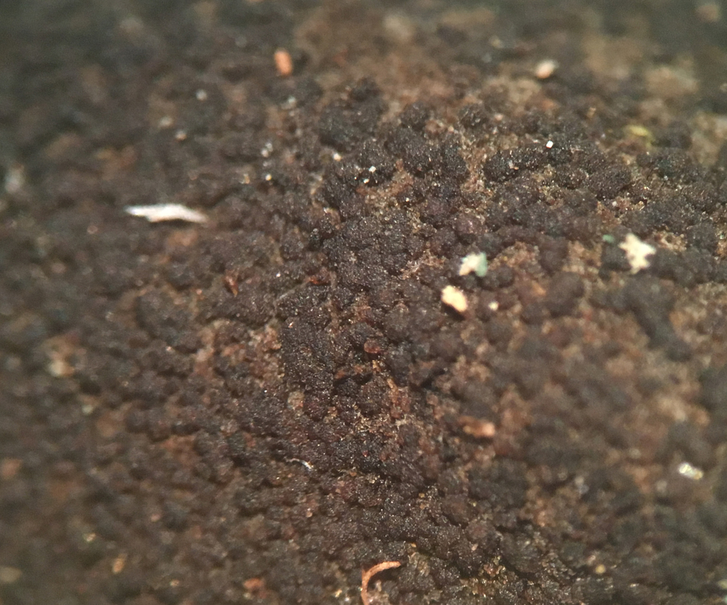 Gelatinopsis
