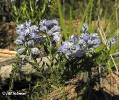 Polygala gnidioides