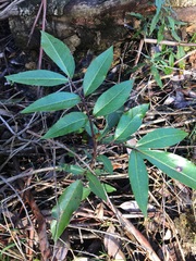 Polyscias sambucifolia