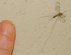 Laurhervasia setacea