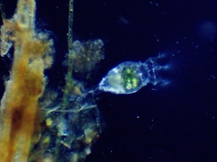 Collotheca
