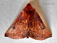 Drepanogynis villaria