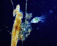 Collotheca