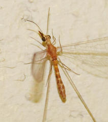 Laurhervasia setacea