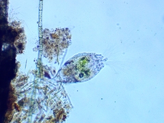 Collotheca
