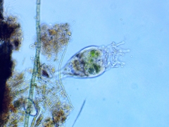 Collotheca