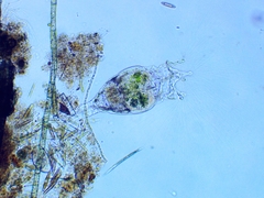 Collotheca