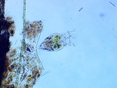 Collotheca