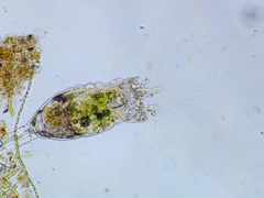 Collotheca