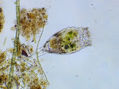 Collotheca
