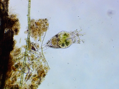 Collotheca