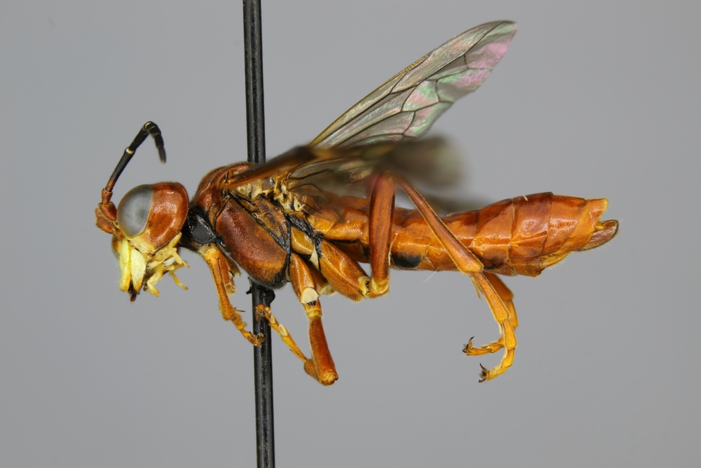 Tenthredo xantha