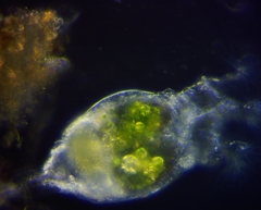 Collotheca