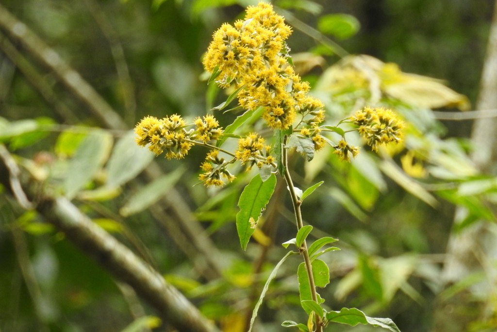 Trixis proustioides