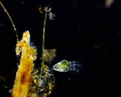 Collotheca