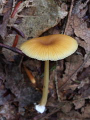 Entoloma farlowii