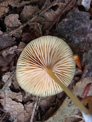 Entoloma farlowii