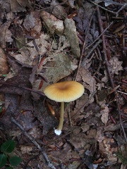 Entoloma farlowii