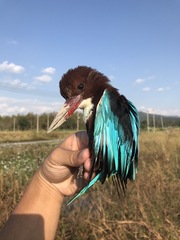 Halcyon smyrnensis perpulchra