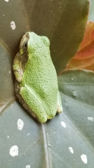 Hyla versicolor