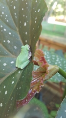 Hyla versicolor