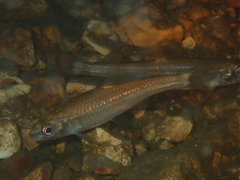 Notropis ozarcanus