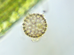 Clathrulina elegans
