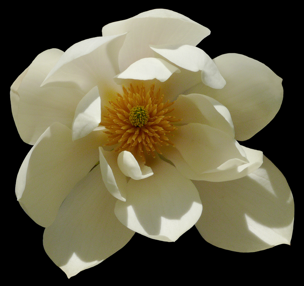 Magnolia doltsopa (Magnolia doltsopa)