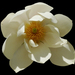 Magnolia doltsopa - Photo (c) James Gaither, algunos derechos reservados (CC BY-NC-ND)