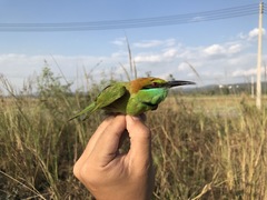Merops orientalis ferrugeiceps