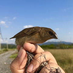 Lonchura punctulata topela