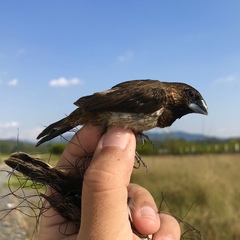 Lonchura striata acuticauda