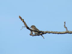 Muscicapa adusta adusta