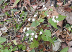 Ageratina tenuis