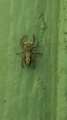 Platycryptus undatus