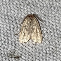 Amolita obliqua