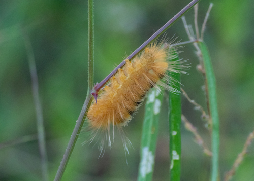 Red-headed Pygarctia Moth photo 5