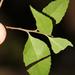 Maytenus acuminata - Photo (c) Tony Rebelo,  זכויות יוצרים חלקיות (CC BY-SA), הועלה על ידי Tony Rebelo