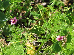 Diascia maculata