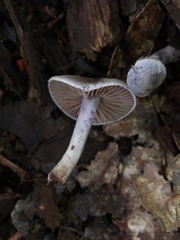 Cortinarius perviolaceus