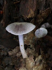 Cortinarius perviolaceus