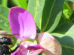 Synagris analis