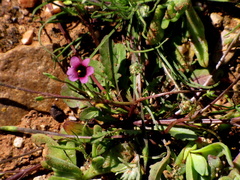 Diascia maculata