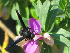 Synagris analis