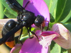 Synagris analis